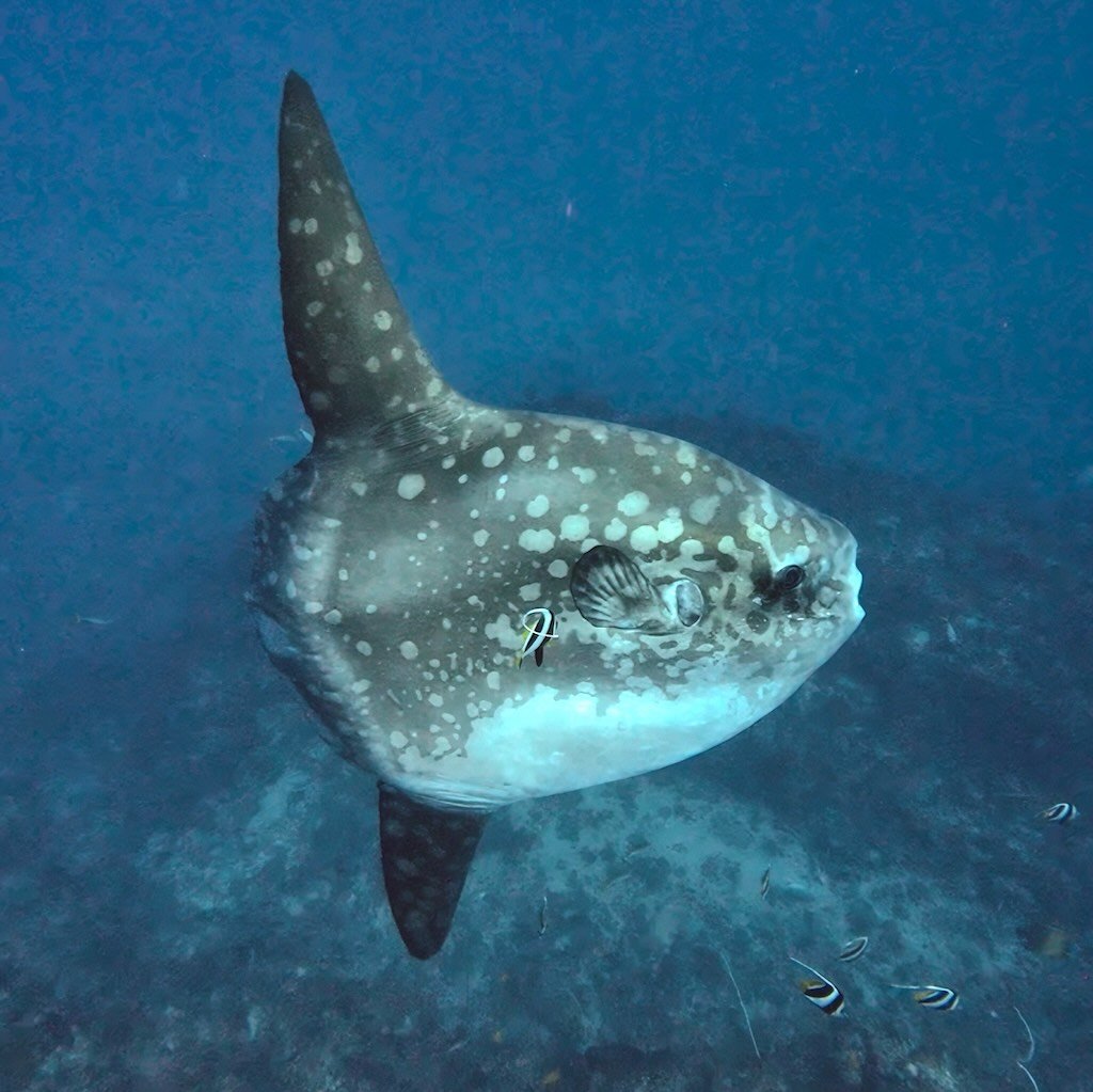 ヌサペニダ島クリスタルベイのウシマンボウ(Mola alexandrini)の横からの姿