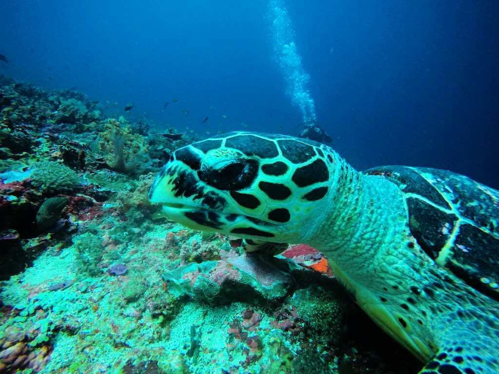 ヌサペニダ島クリスタルベイのサンゴの台地の上を泳ぐウミガメ
