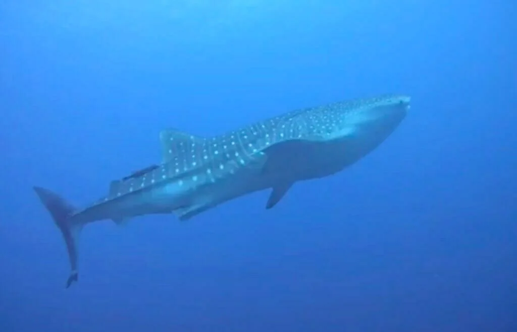 バリ島ヌサペニダ島北海岸のドリフトダイブで出会ったジンベエザメ