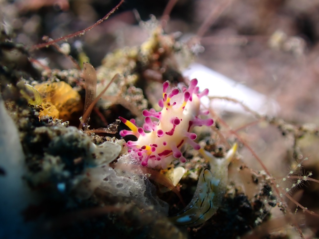 Nudibranco eolide rosa e bianco sul pendio di sabbia nera di Seraya, Tulamben, Bali
