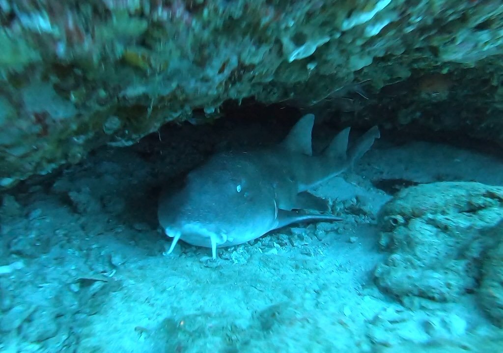 バリ島ヌサペニダ島マンタポイントの砂地で休むテンジクザメ