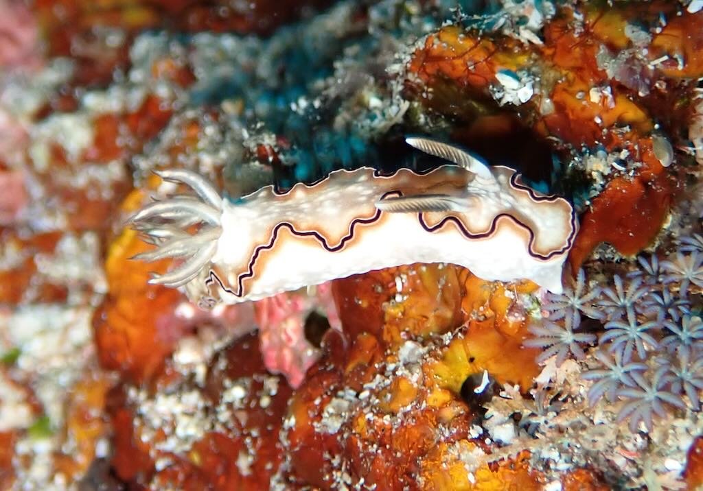 バリ島ヌサペニダ島の「チーズケーキ」ことドリプリスマティカ・アトロマルギナータ(Doriprismatica atromarginata)