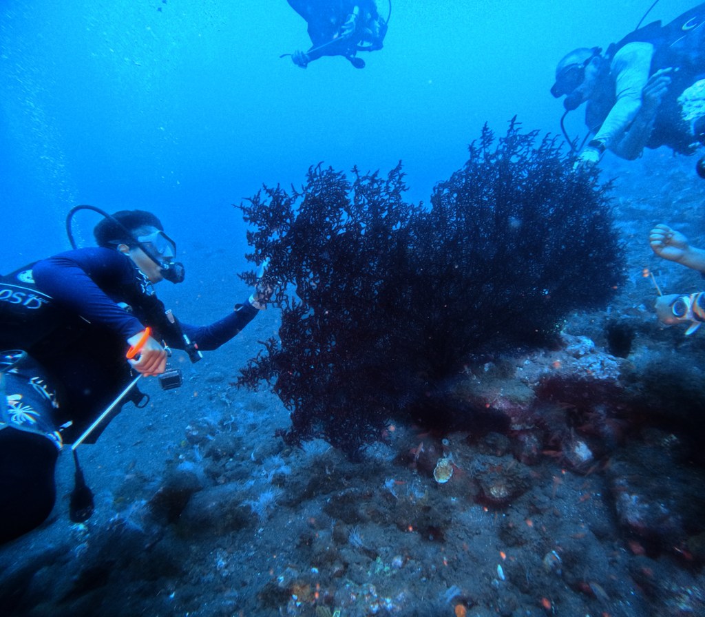 Dharma, divemaster di Dune Penida, indica un cavalluccio marino pigmeo su una gorgonia rosa a Seraya, 32 metri