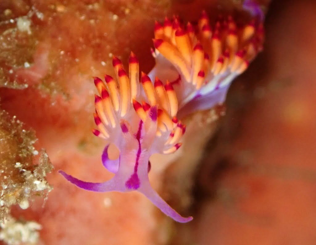 バリ島ヌサペニダ島の、カラフルな背側突起をもつフラベリナ属のウミウシ