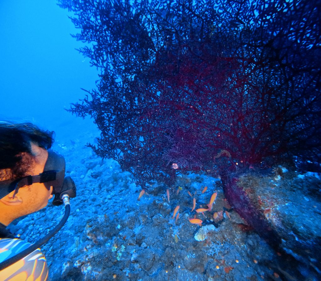 Dune Penida dive instructor Iffan looking at a pygmy seahorse on a pink sea fan at Seraya, Tulamben, 32 meters