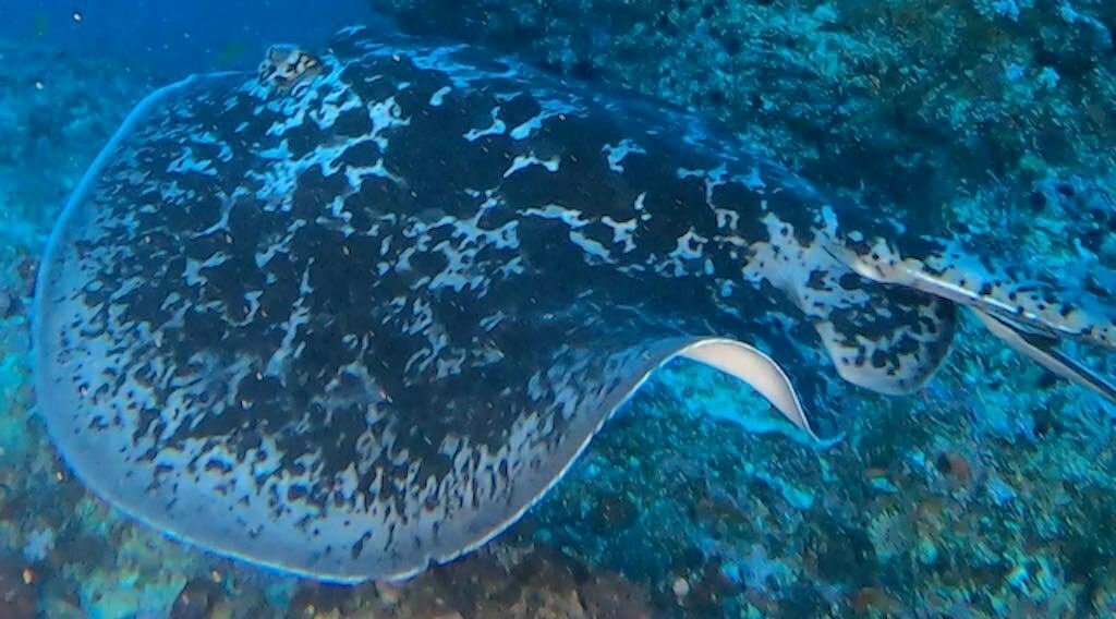 バリ島チュニンガン島のダイビングポイント、チュニンガン・ウォールのマダラエイ