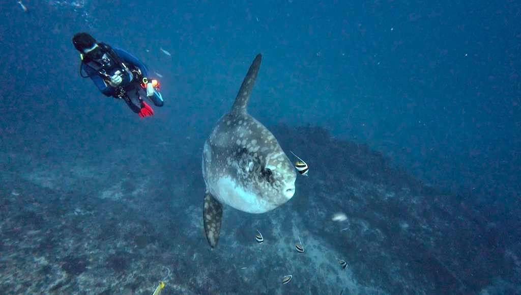 2026年8月10日、クリスタルベイでウシマンボウを観察するダイバー