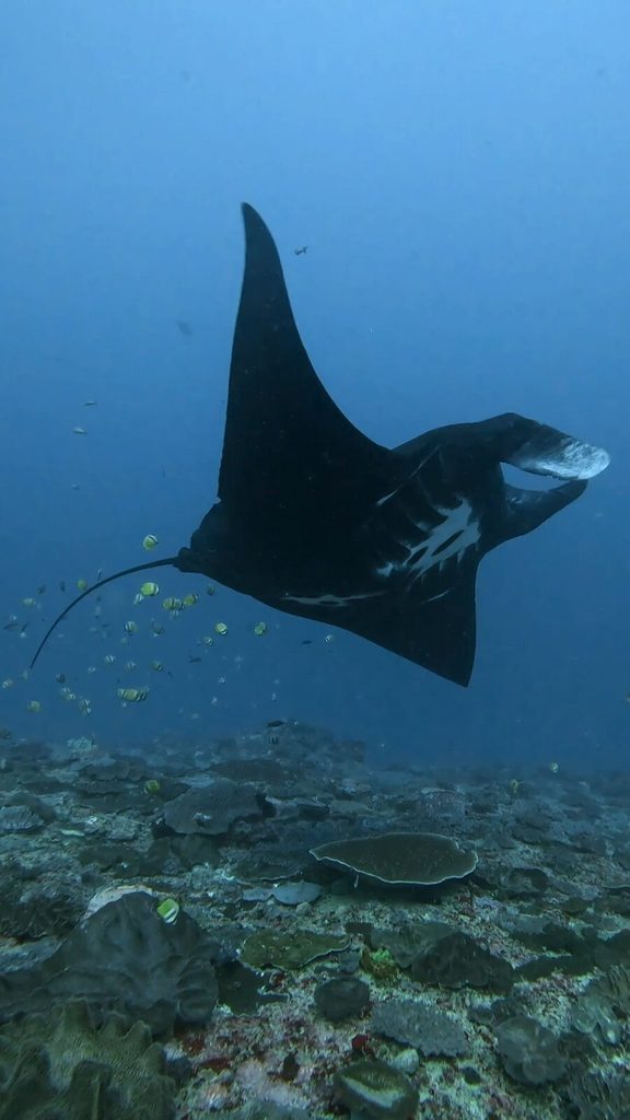 ヌサペニダ島マンタポイントのリーフの上をすべるように泳ぐ全身黒のナンヨウマンタ