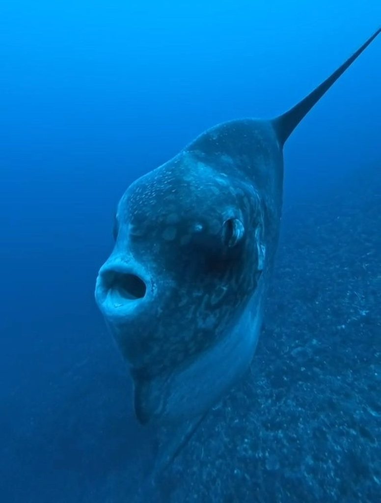 ヌサペニダ島クリスタルベイのウシマンボウ(Mola alexandrini、通称モラモラ)のクローズアップ