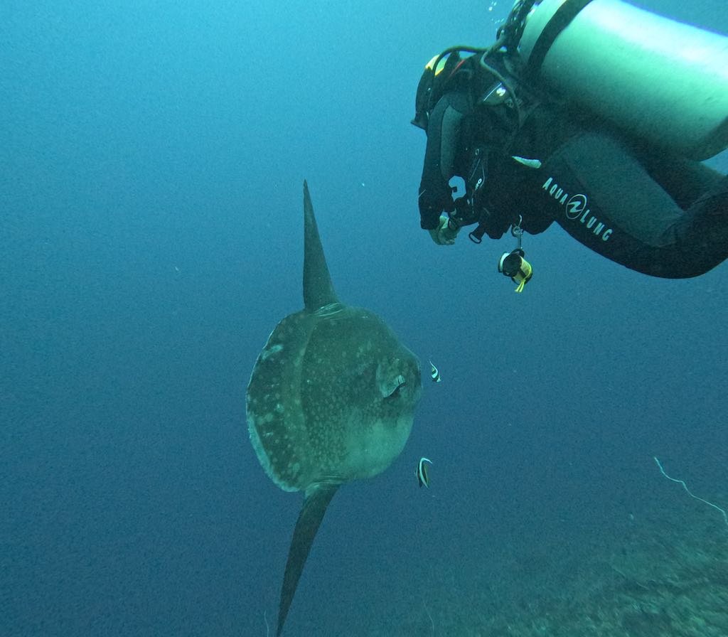 ヌサペニダ島クリスタルベイで巨大なマンボウに近づくダイバー