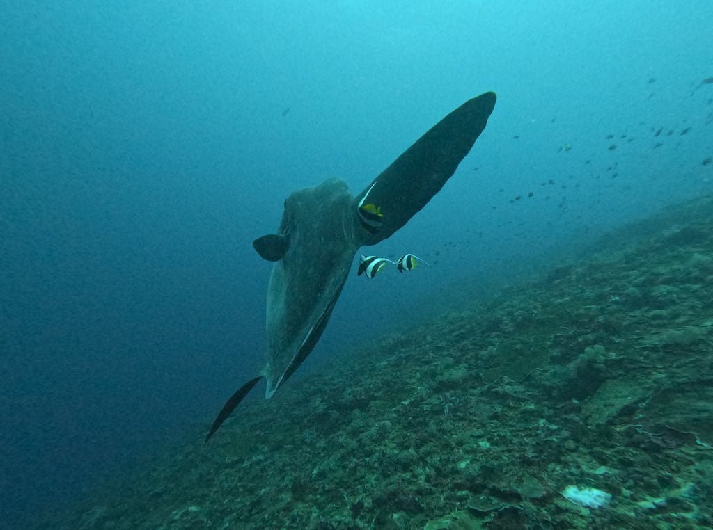 ヌサペニダ島沖の深いブルーから浮かび上がるマンボウ