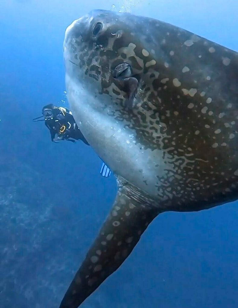 2017年に初めて出会った、ヌサペニダ島クリスタルベイのマンボウ