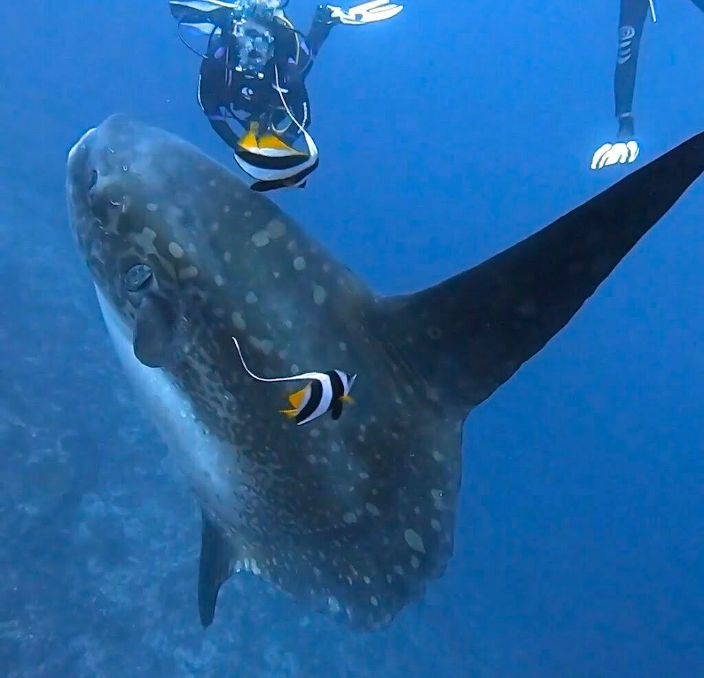 ヌサペニダ島クリスタルベイのリーフの上に浮かぶマンボウ