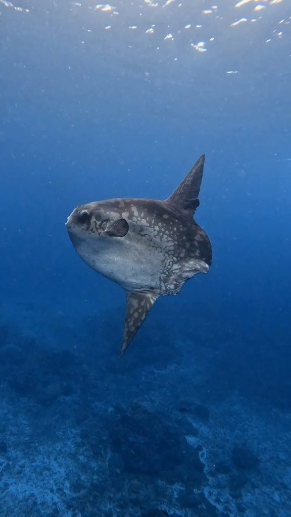 ヌサペニダ島クリスタルベイの浅場で見られたマンボウ