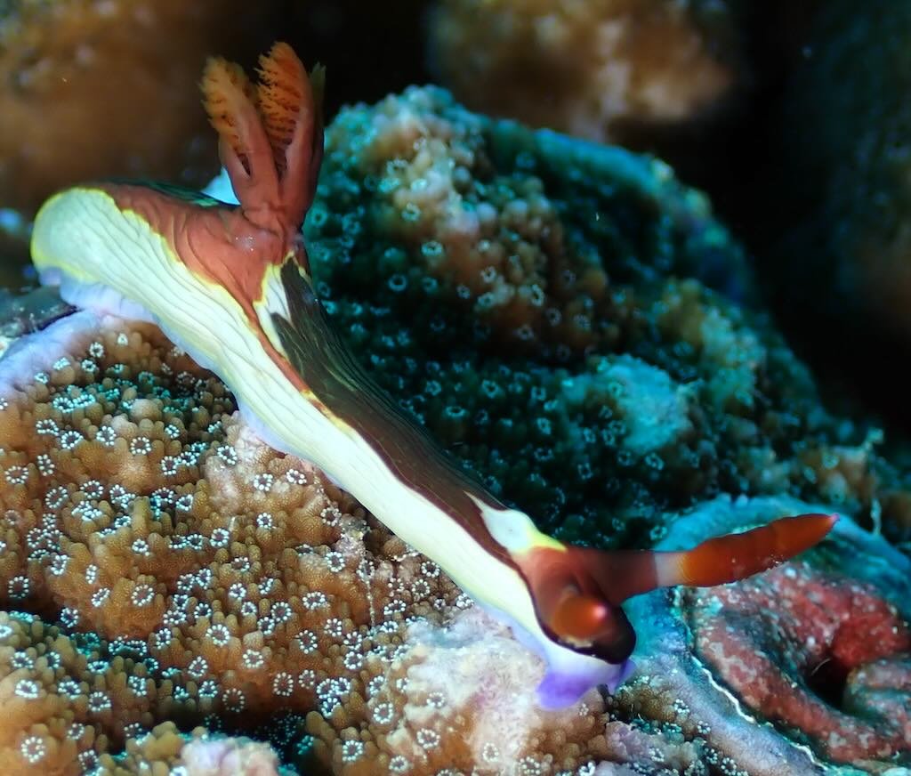 バリ島ヌサペニダ島のリーフでえさを食べるネンブロータ・チェンバレニ(Nembrotha chamberlaini)