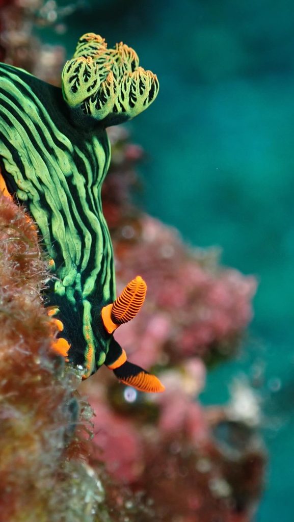 バリ島ヌサペニダ島のネンブロータ・クバリアナ(Nembrotha kubaryana)