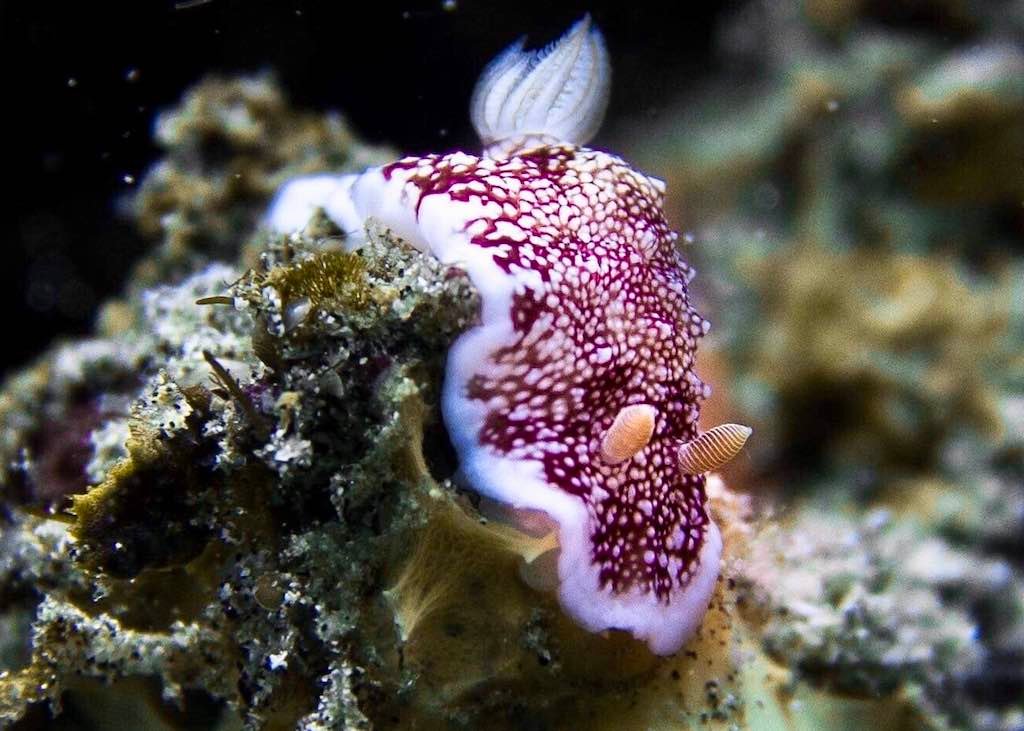 バリ島ヌサペニダ島の、マゼンタの網目模様と白い縁どりの外套膜をもつゴニオブランクス・レティクラタス(Goniobranchus reticulatus)