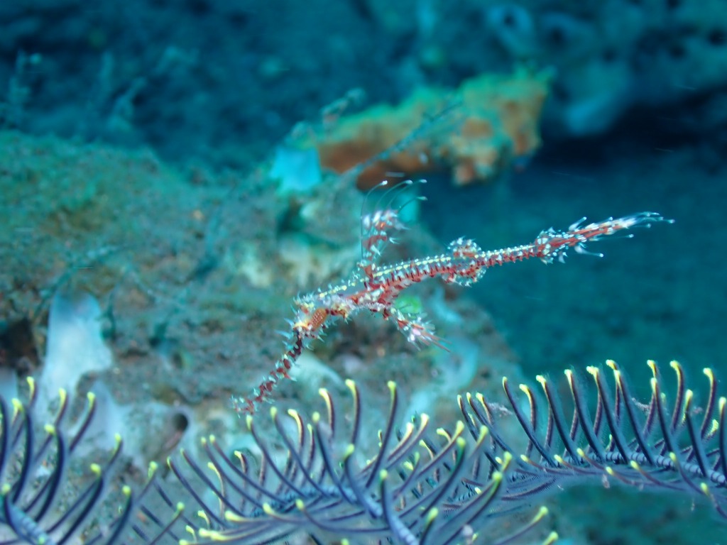 Pesce fantasma arlecchino accanto a un crinoide a Seraya, Tulamben, Bali