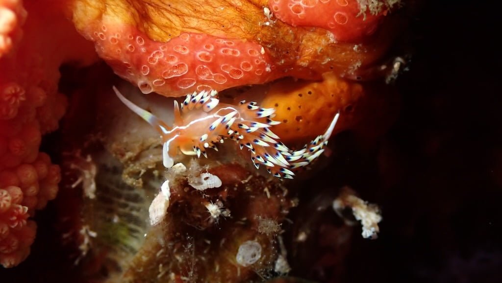 バリ島ヌサペニダ島のフィディアナ・インディカ(Phidiana indica)