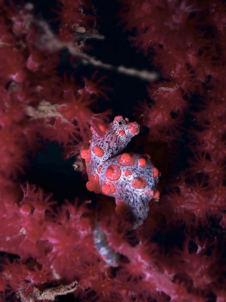 Cavalluccio marino pigmeo rosa su una gorgonia rosa a Seraya, Tulamben, Bali, 32 metri