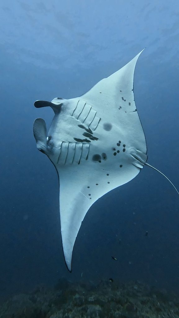 ヌサペニダ島マンタポイントで、個体識別に使われる黒い斑点模様が見えるナンヨウマンタのお腹側