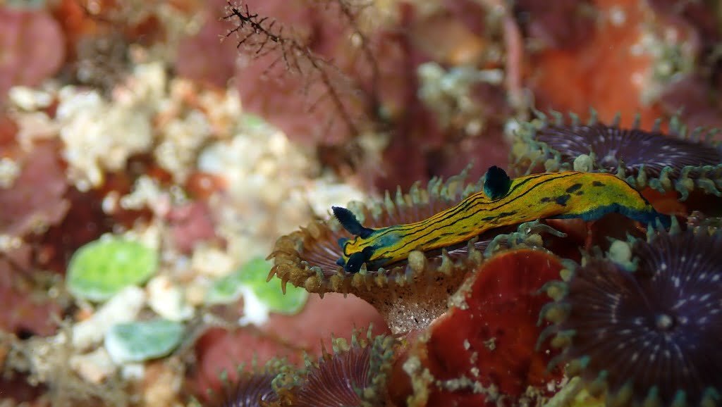 バリ島ヌサペニダ島のロボアストラ・テンタクラータ(Roboastra tentaculata)