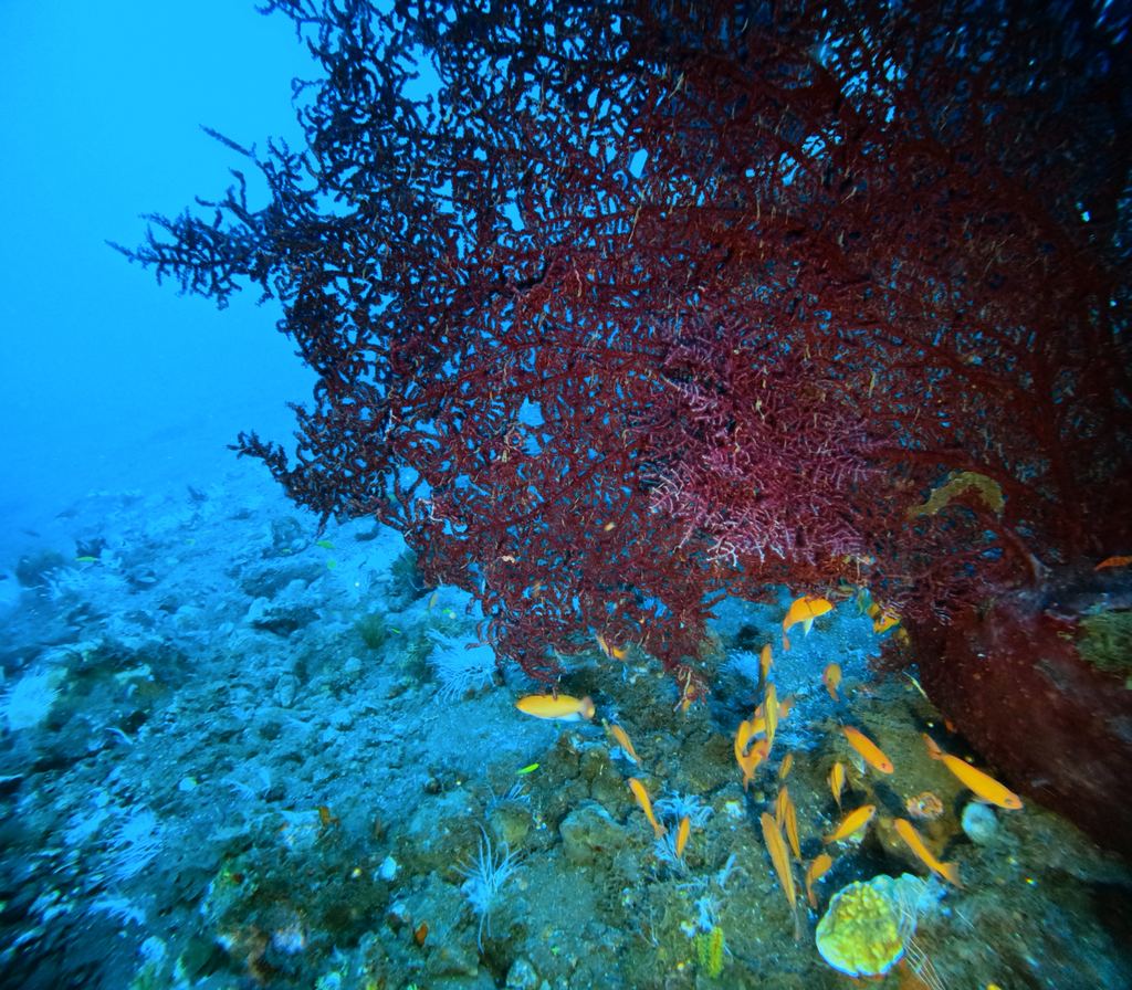 Grande gorgonia rosa con anthias sul pendio di Seraya, Tulamben, a 32 metri