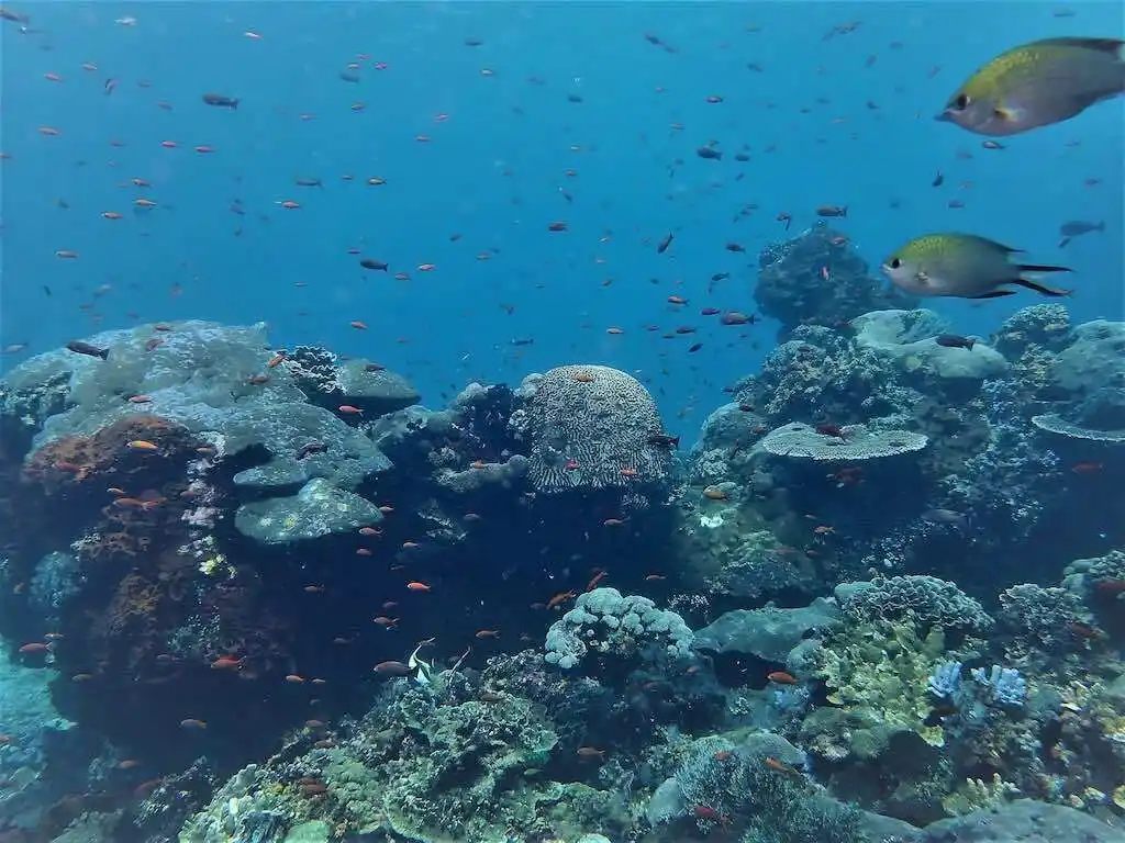 バリ島ヌサペニダ島のおすすめダイビングポイントで、色鮮やかなサンゴ礁の上を泳ぐダイバー