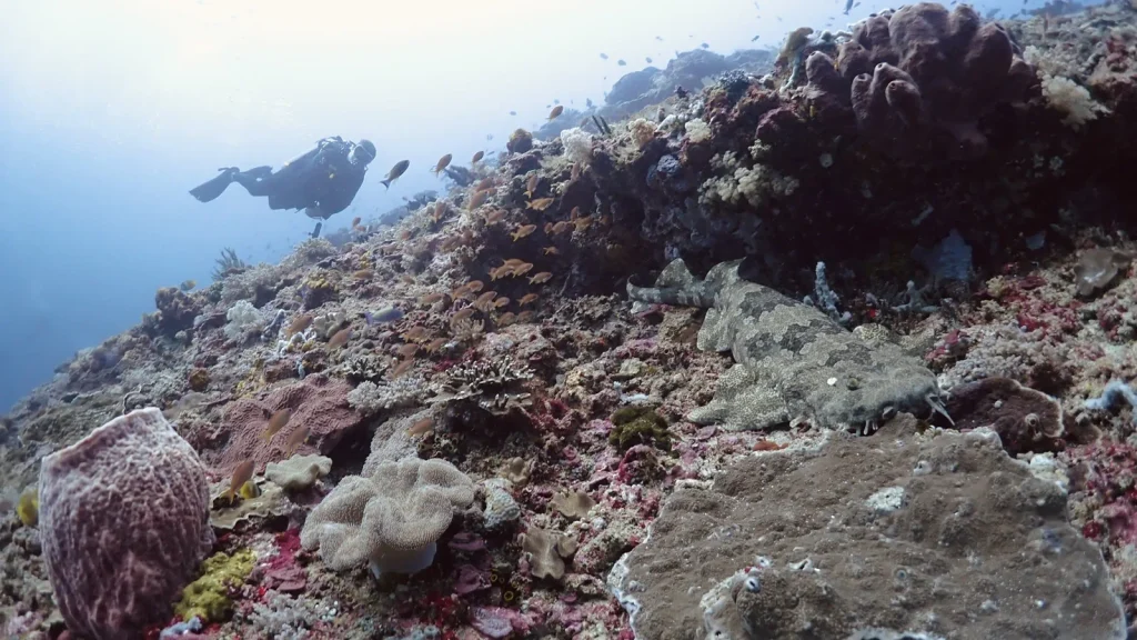 ヌサペニダ島クリスタルベイの水深25mでリーフに擬態するオオセと、奥にいるスキューバダイバー