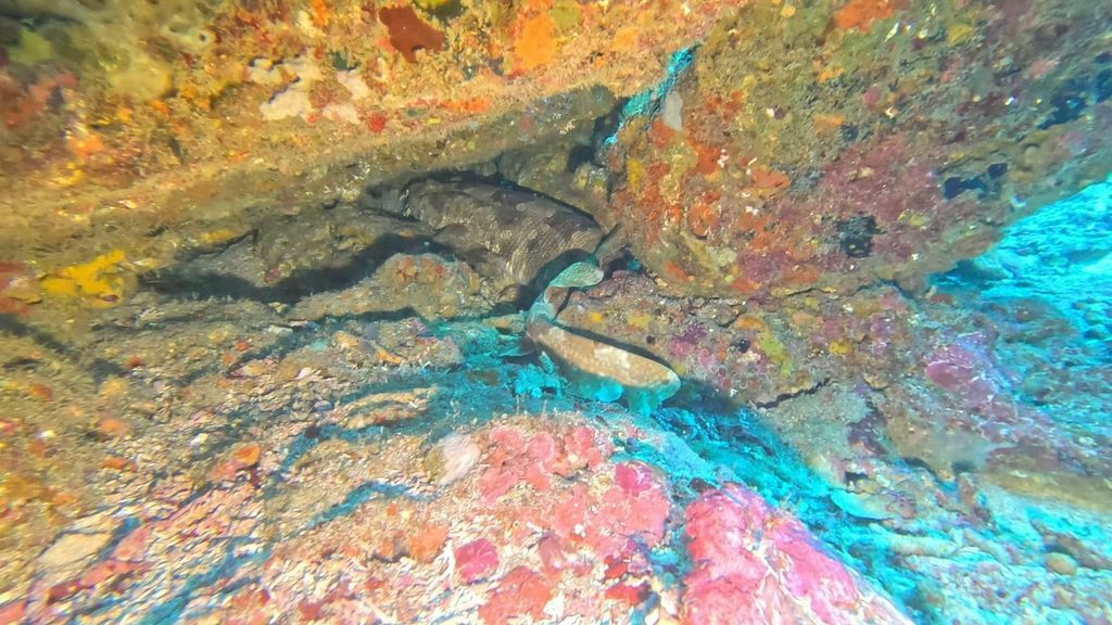 ヌサペニダ島クリスタルベイの水深18mほどで、岩の棚の下で休むオオセ