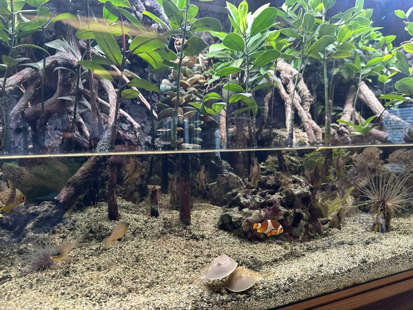 Aquarium met mangrovewortels en tropische vissen in Terminal 2 van Changi Airport