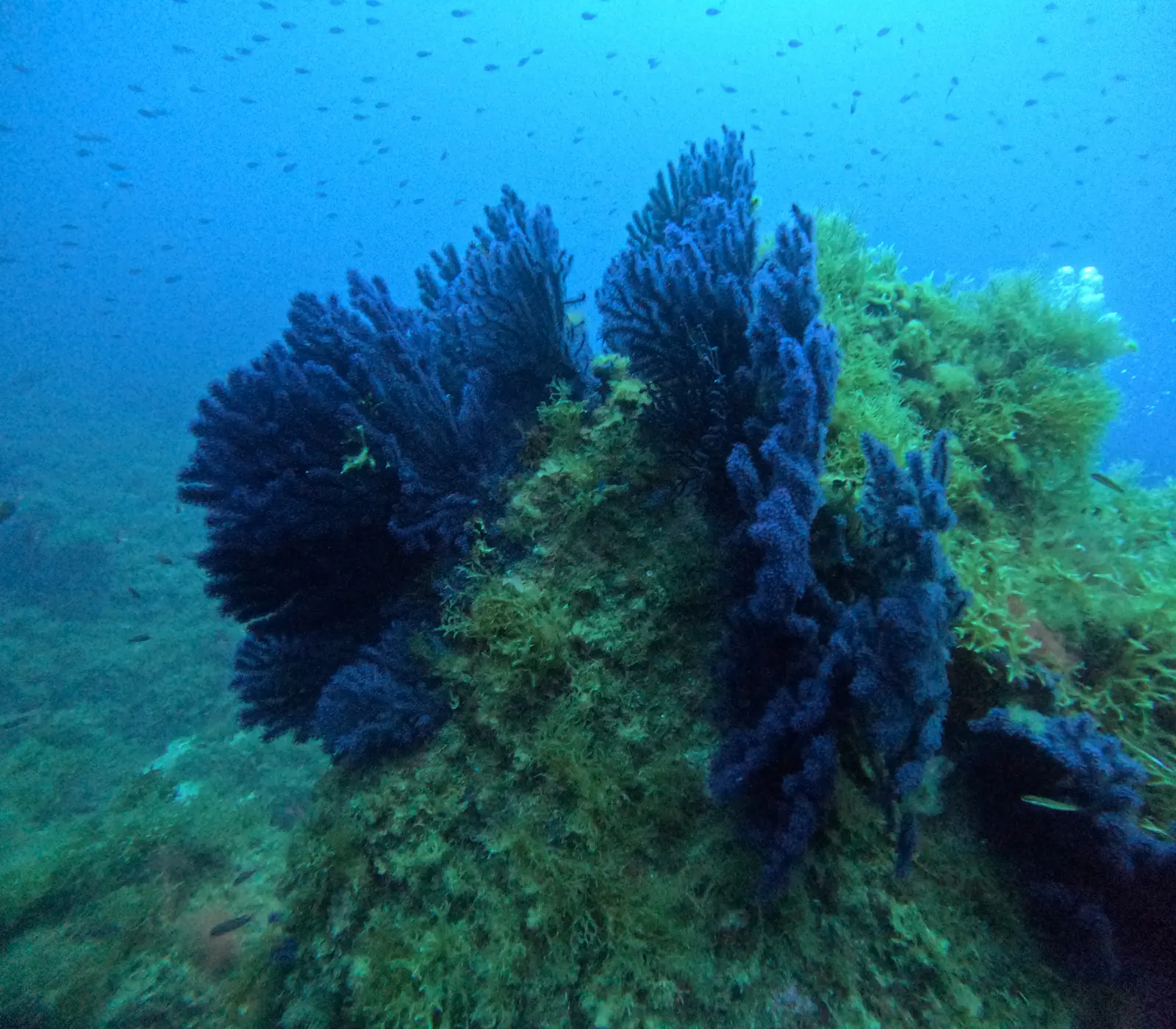Purple gorgonians on a reef in Port-Cros National Park