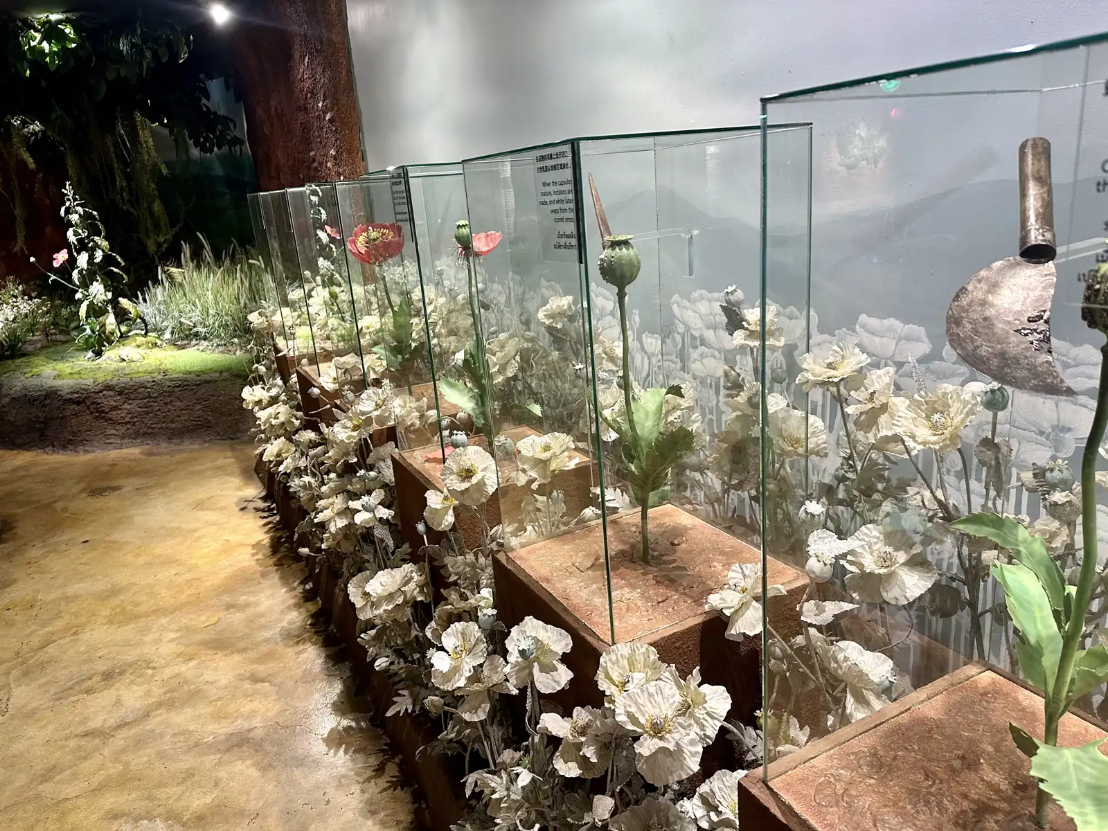 Papavers in een vitrine in een opiummuseum bij de Gouden Driehoek