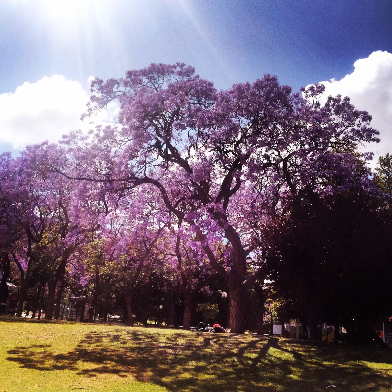 Jacaranda trees in purple bloom in a Lisbon garden