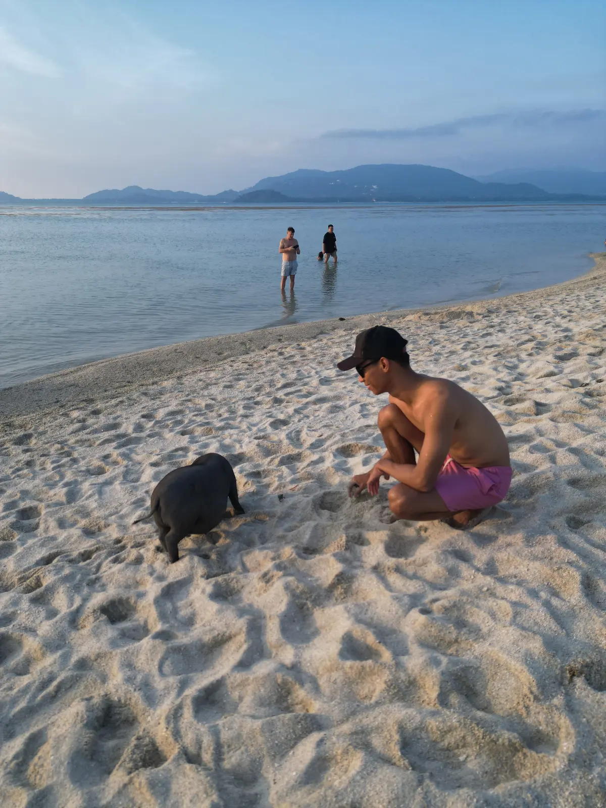 Un cerdo negro en la playa de Ko Mat Sum, Pig Island, Koh Samui