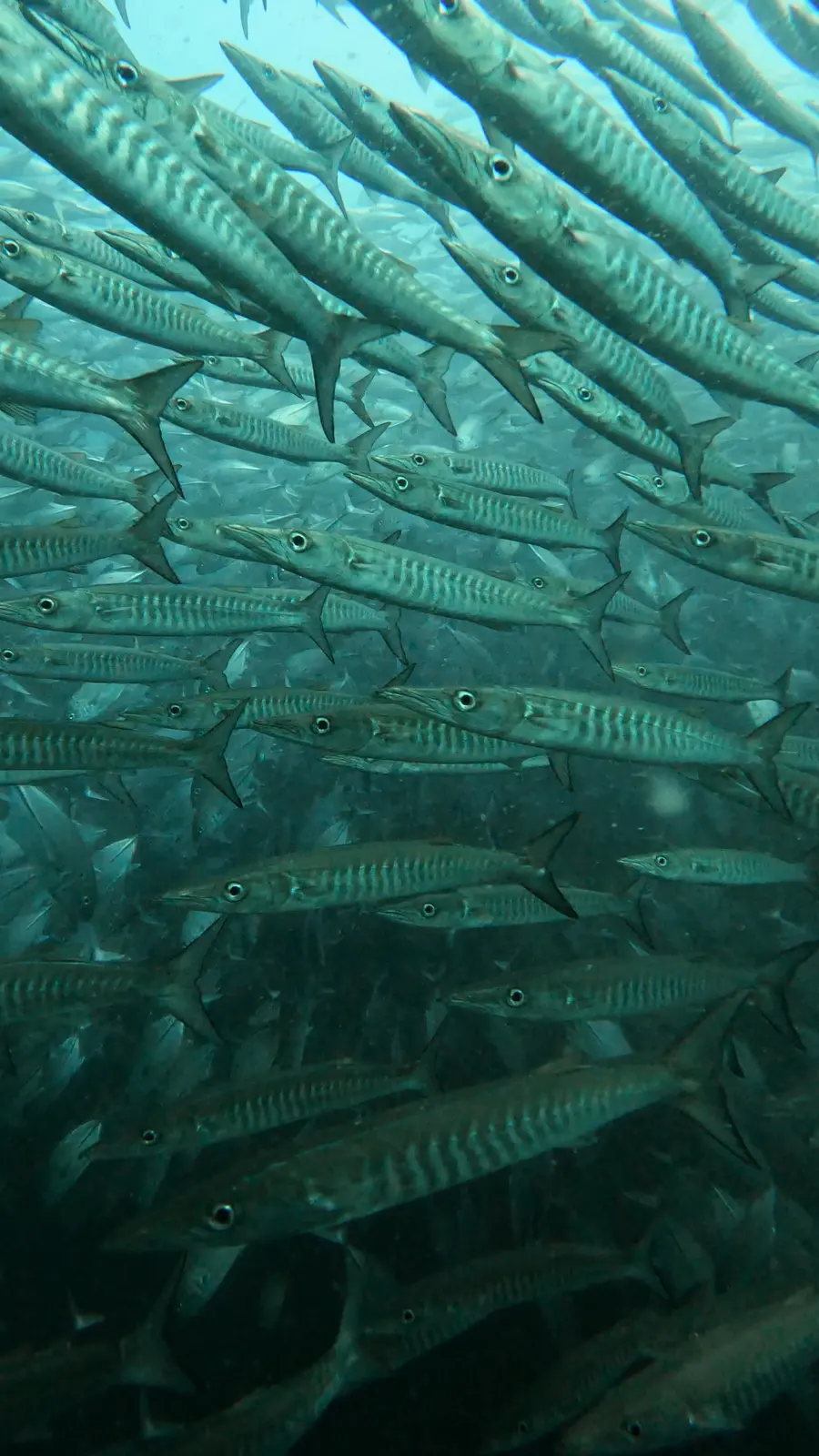 Banco de barracudas en el punto de buceo de Sail Rock, golfo de Tailandia